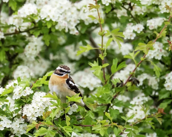 Framed Print : Whinchat (Saxicola rubetra) male, perched in flowering Hawthorn (Crataegus sp.) bush, Geltsdale Nature Reserve, near Brampton, North Pennines, Cumbria, UK. June Framed Print : Whinchat (Saxicola rubetra) male, perched in flowering Hawthorn (Crataegus sp.) bush, Geltsdale Nature Reserve, near Brampton, North Pennines, Cumbria, UK. June