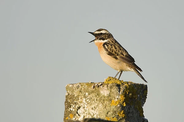 Whinchat (Saxicola saxicola) male singing perched on post, Lithuania, May 2009
