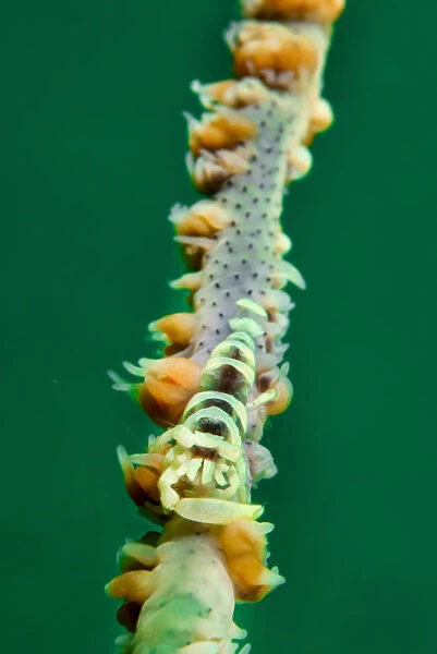 Whip coral shrimp (Pontonides uncigar) Bluff Island, south of Sai Kung Peninsula