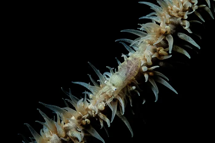 Framed Print : Whip coral shrimp (Pontonides unciger) on whip coral at night, off Siladen Island, North Sulawesi, Indonesia, Pacific Ocean Framed Print : Whip coral shrimp (Pontonides unciger) on whip coral at night, off Siladen Island, North Sulawesi, Indonesia, Pacific Ocean