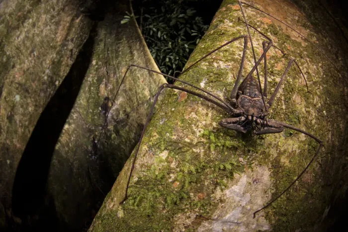 Framed Print : Whip scorpion (Heterophrynus elephas) hunting for food on a large tree root of the rainforest