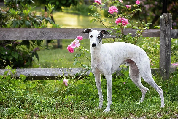 Whippet standing next to wooden fence and pink Roses, portrait, Haddam, Connecticut, USA. June