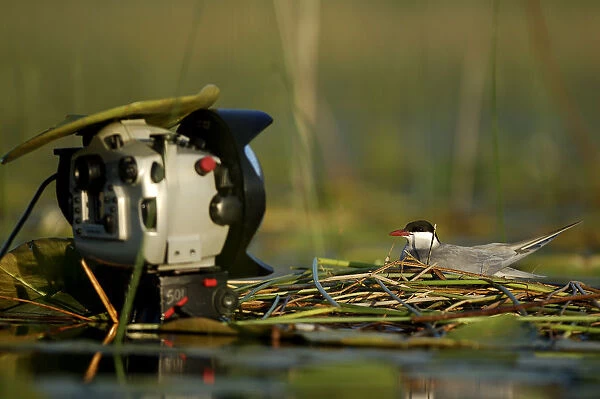Whiskered tern (Chlidonias hybrida) on nest with remote controlled camera next to it