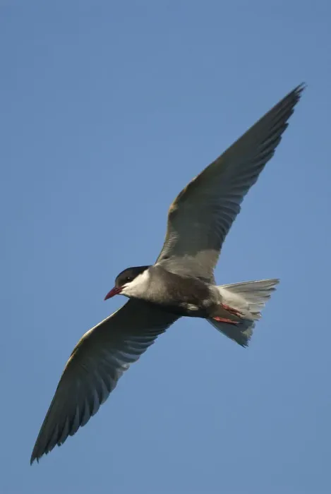 Framed Print : Whiskered tern (Chlidonias hybrida) in flight, Lake Skadar National Park, Montenegro Framed Print : Whiskered tern (Chlidonias hybrida) in flight, Lake Skadar National Park, Montenegro