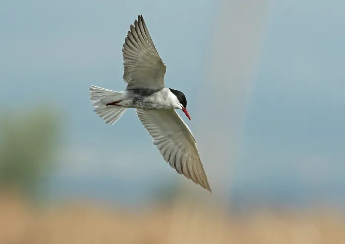 Framed Print : Whiskered tern (Chlidonias hybrida) in flight, searching for fish in an open lead into reedbeds, Ebro Delta, Catalonia, Spain. April Framed Print : Whiskered tern (Chlidonias hybrida) in flight, searching for fish in an open lead into reedbeds, Ebro Delta, Catalonia, Spain. April