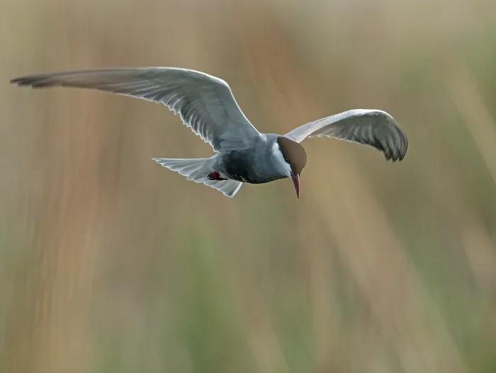 Framed Print : Whiskered tern (Chlidonias hybrida) in flight, searching for fish in an open lead into reedbeds, Ebro Delta, Catalonia, Spain. April