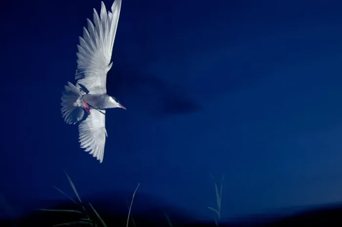 Framed Print : Whiskered tern (Chlidonias hybrida) in flight at night, Lake Skadar, Lake Skadar National Park Framed Print : Whiskered tern (Chlidonias hybrida) in flight at night, Lake Skadar, Lake Skadar National Park