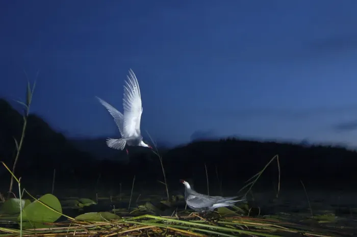Framed Print : Whiskered tern (Chlidonias hybrida) landing at nest at night, Lake Skadar, Lake Skadar Framed Print : Whiskered tern (Chlidonias hybrida) landing at nest at night, Lake Skadar, Lake Skadar