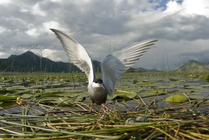 Framed Print : Whiskered tern (Chlidonias hybrida) on nest with two eggs, wings stretched, Lake Skadar Framed Print : Whiskered tern (Chlidonias hybrida) on nest with two eggs, wings stretched, Lake Skadar