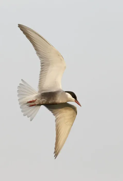 Framed Print : Whiskered tern (Chlidonias hybridus), Hungary, June Framed Print : Whiskered tern (Chlidonias hybridus), Hungary, June