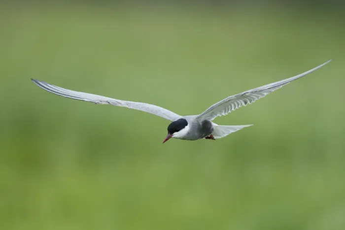Framed Print : Whiskered tern (Chlidonias hybridus) in flight, Prypiat River, Belarus, June 2009