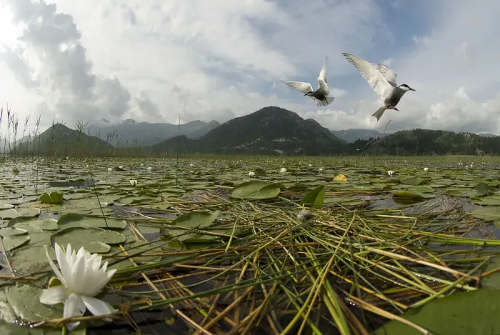Framed Print : Two Whiskered terns (Chlidonias hybrida) in flight near nest with two eggs, Lake Skadar