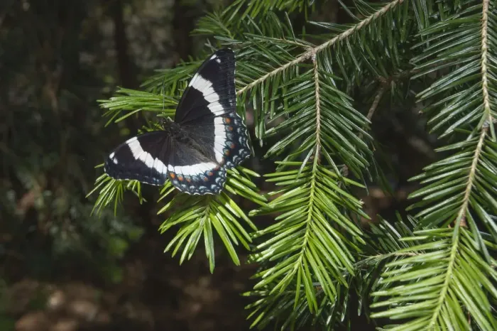 Framed Print : White admiral butterfly (Limenitis arthemis) on pine branch, New Brunswick, Canada Framed Print : White admiral butterfly (Limenitis arthemis) on pine branch, New Brunswick, Canada