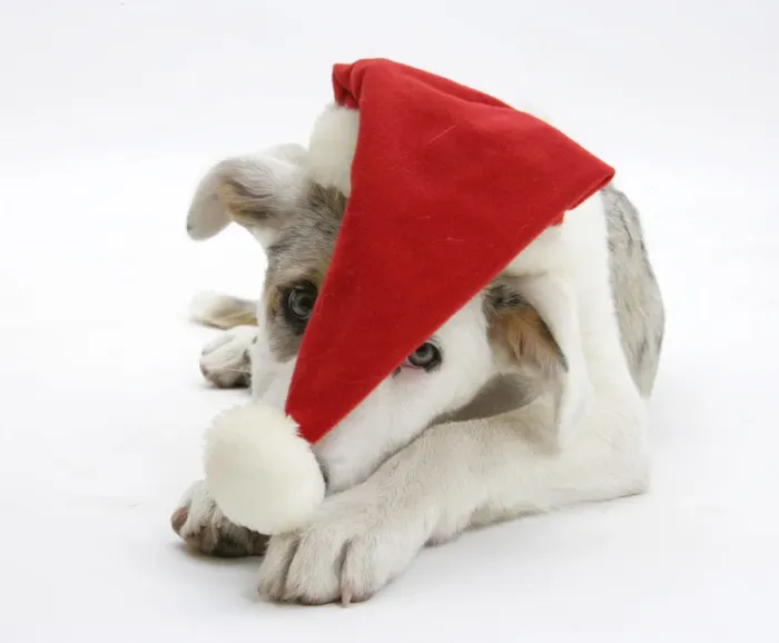 Framed Print : White-and-merle Border Collie-cross puppy, Ice, 14 weeks, wearing a Father Christmas hat Framed Print : White-and-merle Border Collie-cross puppy, Ice, 14 weeks, wearing a Father Christmas hat