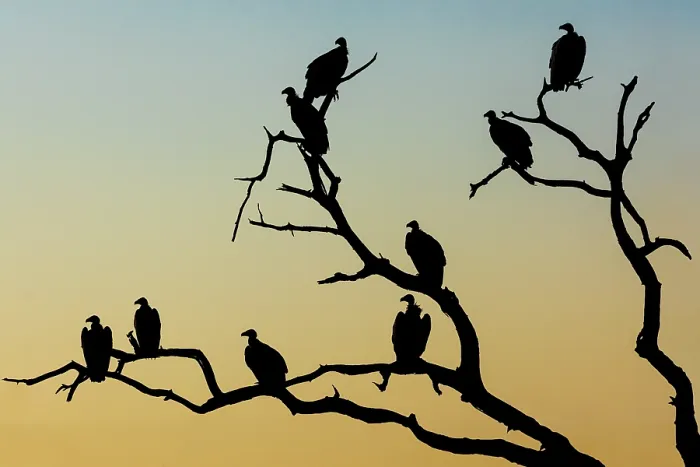 Framed Print : White-backed vultures (Gyps africanus) flock perched in tree, silhouetted at sunrise, Mashatu game reserve, Botswana. Critically endangered Framed Print : White-backed vultures (Gyps africanus) flock perched in tree, silhouetted at sunrise, Mashatu game reserve, Botswana. Critically endangered