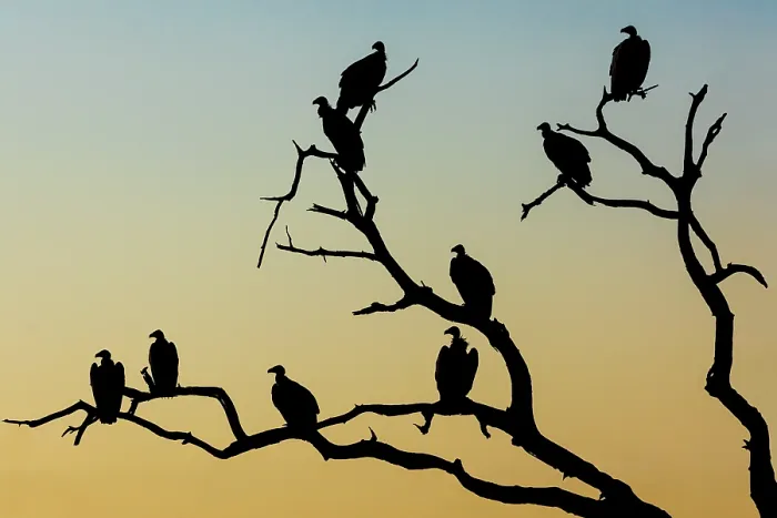 Framed Print : White-backed vultures (Gyps africanus) flock perched in tree, silhouetted at dawn, Mashatu game reserve, Botswana