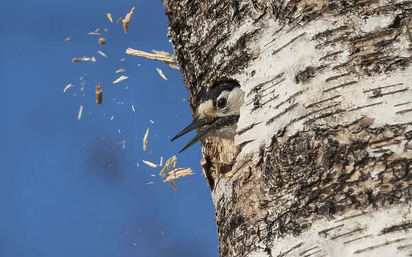 White-backed woodpecker (Dendrocopos leucotos), female excavating nest in birch tree