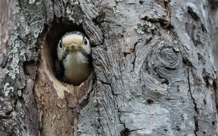 Framed Print : White-backed woodpecker (Dendrocopos leucotos) female, peering out from a nest hole, Finland. May Framed Print : White-backed woodpecker (Dendrocopos leucotos) female, peering out from a nest hole, Finland. May