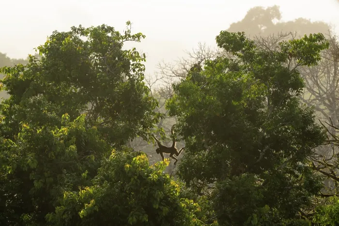 Framed Print : White-bellied spider monkey (Ateles belzebuth) swinging between trees in the Upper Amazon rainforest canopy, Yasuni National Park, Orellana, Ecuador. Endangered Framed Print : White-bellied spider monkey (Ateles belzebuth) swinging between trees in the Upper Amazon rainforest canopy, Yasuni National Park, Orellana, Ecuador. Endangered