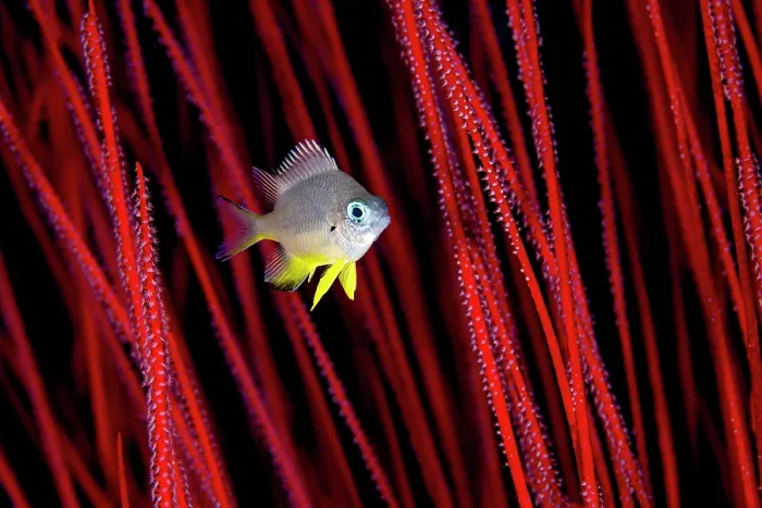 Framed Print : White-belly damsel (Amblyglyphidodon leucogaster) juvenile, swimming among Red sea whips (Ellisella sp.) on a coral reef, Misool, Raja Ampat, West Papua, Indonesia Framed Print : White-belly damsel (Amblyglyphidodon leucogaster) juvenile, swimming among Red sea whips (Ellisella sp.) on a coral reef, Misool, Raja Ampat, West Papua, Indonesia