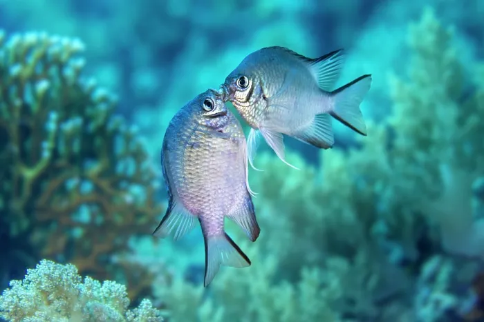 Framed Print : Two White-belly damselfish (Amblyglyphidodon leucogaster) male, fighting over territory on a coral reef, Ras Mohammed National Park, Sinai, Egypt, Red Sea Framed Print : Two White-belly damselfish (Amblyglyphidodon leucogaster) male, fighting over territory on a coral reef, Ras Mohammed National Park, Sinai, Egypt, Red Sea
