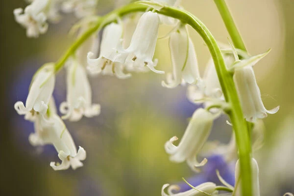 White bluebell flowers (Hyacinthoides non-scripta  /  Endymion non-scriptum) Hallerbos