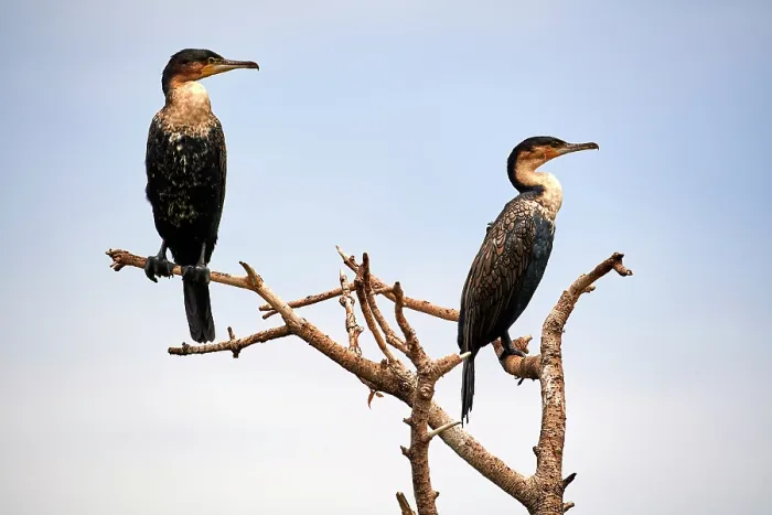 Framed Print : Two White breasted cormorants (Phalacrocorax lucidus) perched on a branch, Kivu Lake, Rwanda Framed Print : Two White breasted cormorants (Phalacrocorax lucidus) perched on a branch, Kivu Lake, Rwanda