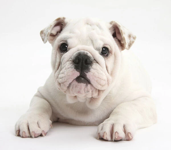 White Bulldog puppy, 12 weeks
