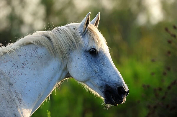 White Camargue Horse (Equus caballus) heqad and neck in profile. Camargue, Rhone