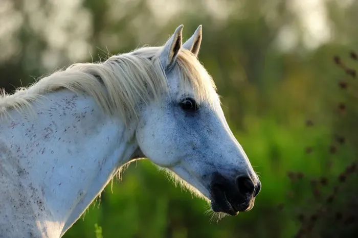 Framed Print : White Camargue Horse (Equus caballus) heqad and neck in profile. Camargue, Rhone