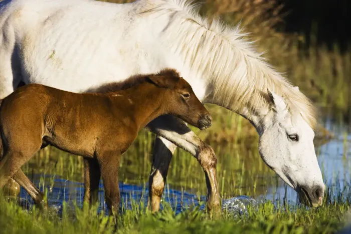 Framed Print : White Camargue horse, mother with brown foal, Camargue, France, April 2009