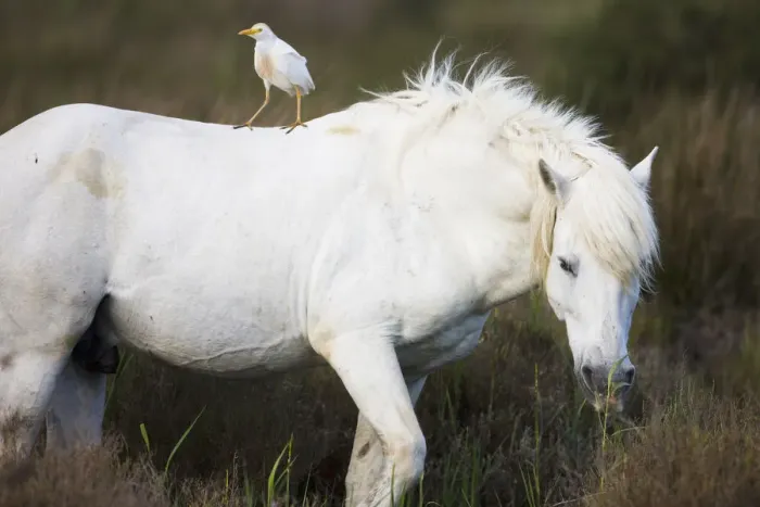 Framed Print : White Camargue horse stallion with a Cattle egret (Bulbulcus ibis) on his back, Camargue Framed Print : White Camargue horse stallion with a Cattle egret (Bulbulcus ibis) on his back, Camargue