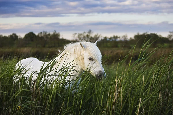 White Camargue horse, stallion in tall grass, Camargue, France, April 2009