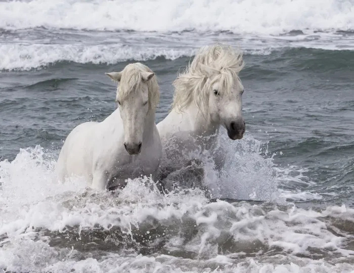 Framed Print : Two white Camargue horses in ocean of Camargue, France, Europe. May Framed Print : Two white Camargue horses in ocean of Camargue, France, Europe. May
