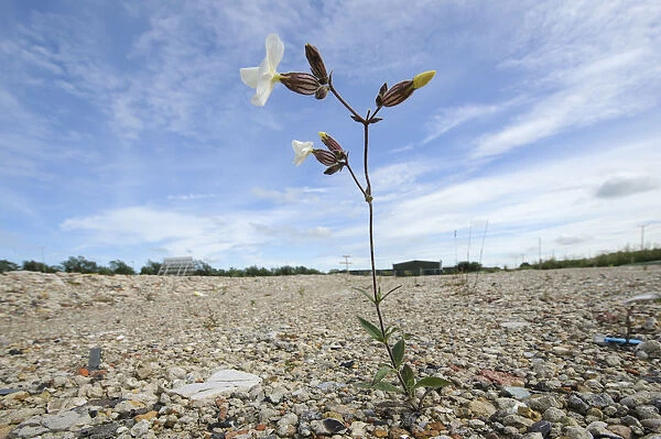 White campion (Silene latifolia) growing on brownfield site scheduled for development
