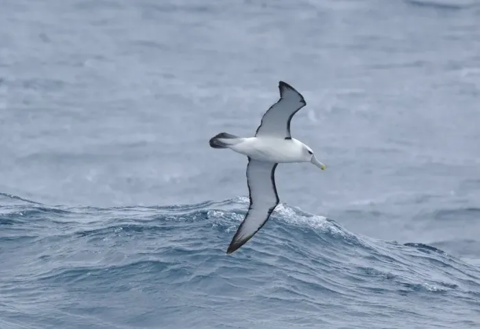Framed Print : White capped albatross (Thalassarche steadi) in flight at sea. Auckland Islands (Subantarctic) Framed Print : White capped albatross (Thalassarche steadi) in flight at sea. Auckland Islands (Subantarctic)