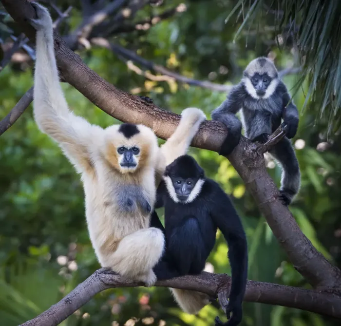 Framed Print : White-cheeked gibbon (Nomascus leucogenys) female and two offspring, a male and female Framed Print : White-cheeked gibbon (Nomascus leucogenys) female and two offspring, a male and female