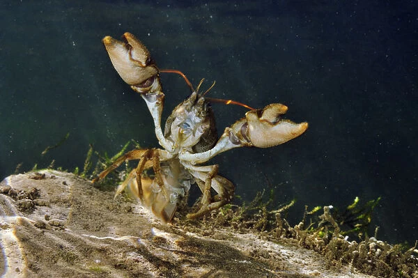 White clawed crayfish (Austropotamobius pallipes) underwater on riverbed, showing defensive posture