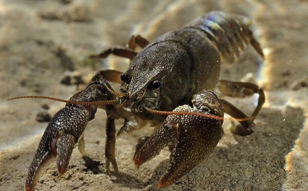 White clawed crayfish (Austropotamobius pallipes) underwater on riverbed, River Leith