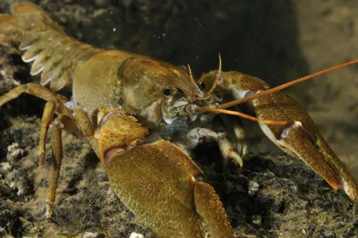 Framed Print : White clawed crayfish (Austropotamobius pallipes) on river bed, viewed underwater Framed Print : White clawed crayfish (Austropotamobius pallipes) on river bed, viewed underwater