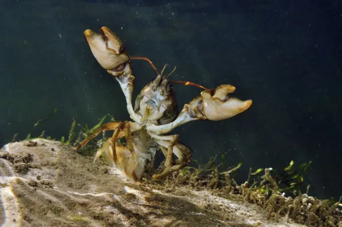 Framed Print : White clawed crayfish (Austropotamobius pallipes) underwater on riverbed, showing defensive posture Framed Print : White clawed crayfish (Austropotamobius pallipes) underwater on riverbed, showing defensive posture