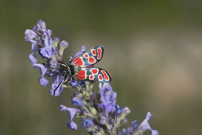 Framed Print : White-collar burnet moth (Zygaena carniolica) nectaring on Catnip (Nepeta nuda). Greece Framed Print : White-collar burnet moth (Zygaena carniolica) nectaring on Catnip (Nepeta nuda). Greece