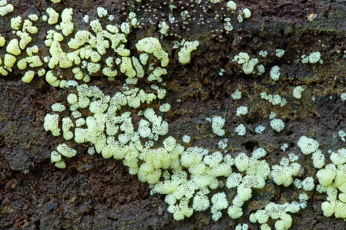 Framed Print : White coral slime mould (Ceratiomyxa fruticulosa var. porioides) growing on damp rotting log, Ebernoe, Sussex, England, UK. October Framed Print : White coral slime mould (Ceratiomyxa fruticulosa var. porioides) growing on damp rotting log, Ebernoe, Sussex, England, UK. October