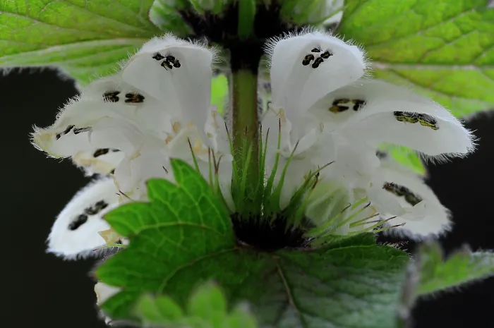 Framed Print : White dead-nettle (Lamium album) in flower, view from below showing anthers laden with dark pollen. Dorset, UK. April. Studio shot Framed Print : White dead-nettle (Lamium album) in flower, view from below showing anthers laden with dark pollen. Dorset, UK. April. Studio shot