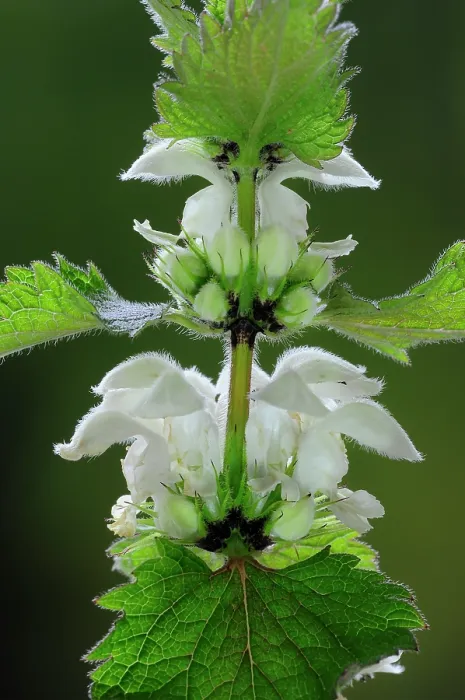 Framed Print : White dead-nettle (Lamium album) in flower, Dorset, England, UK. April. Studio shot Framed Print : White dead-nettle (Lamium album) in flower, Dorset, England, UK. April. Studio shot
