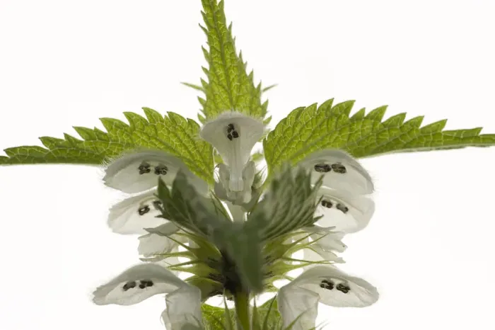 Framed Print : White dead nettle (Lamium album) with stamens protected from rain by overhanging upper lip Framed Print : White dead nettle (Lamium album) with stamens protected from rain by overhanging upper lip