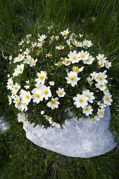 White dryas or Mountain avens (Dryas octopetala) in flower growing on rock, Triglav National Park