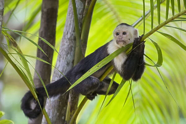 White-faced Capuchin (Cebus capucinus imitator) resting in palm tree. Osa Peninsula