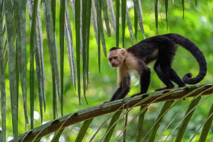 Framed Print : White-faced Capuchin (Cebus capucinus imitator) Carara National Park, Costa Rica Framed Print : White-faced Capuchin (Cebus capucinus imitator) Carara National Park, Costa Rica