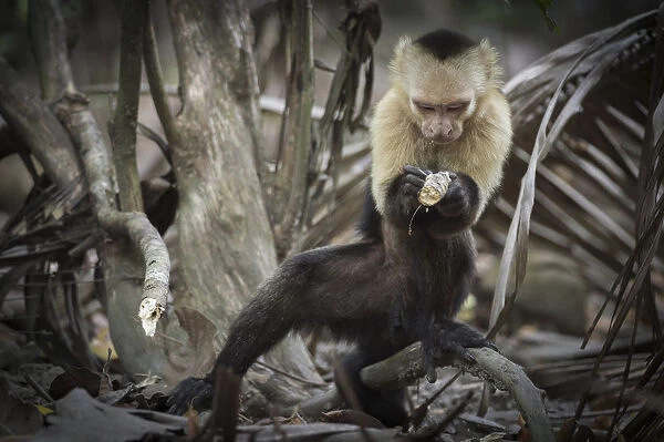 White-faced capuchin monkey (Cebus capucinus) finding insects in wood, Curu National Park